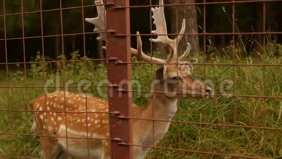 大自然背景上有角的美丽的野生动物斑点鹿日本鹿斑点视频的预览图