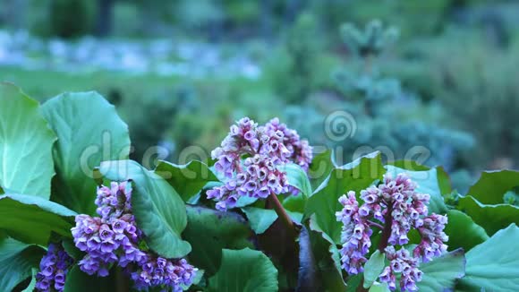 伯格尼亚花萨西弗拉科盛开的紫花视频的预览图
