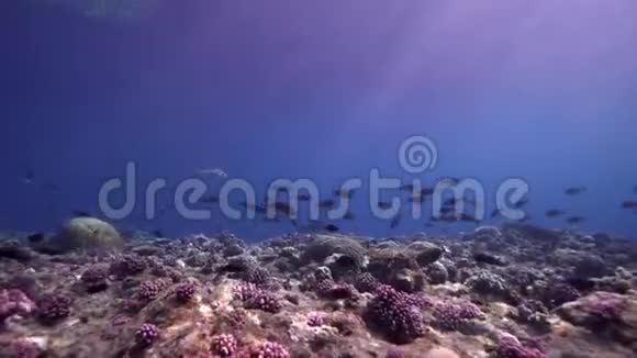 水下阳光下的Biautiful珊瑚和红海中的黑科医生视频的预览图