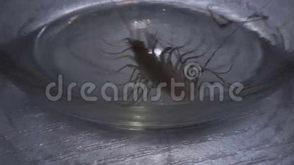 斯科洛彭德拉试图逃离实验室昆虫学的玻璃囚禁视频的预览图