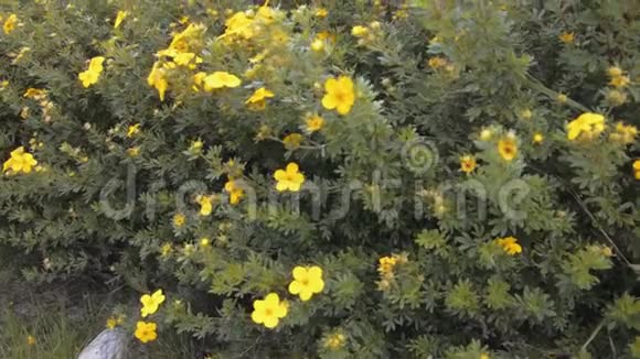 夏天阿尔卑斯山花园里的黄花丛视频的预览图