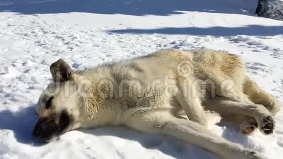 在阳光明媚的冬日睡在雪地上的狗视频的预览图