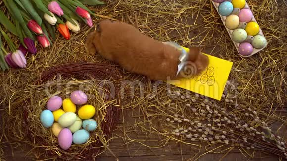 毛茸茸的兔子复活节庆祝传统符号概念顶部景观闻贺卡视频的预览图