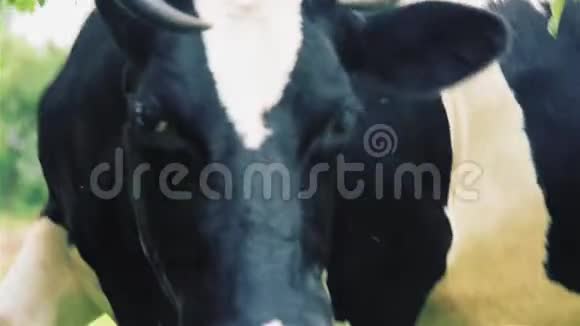 一头饥饿的大牛在啃草和苹果叶子视频的预览图