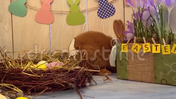 毛绒兔子复活节庆祝传统象征概念躺在鸟巢附近视频的预览图