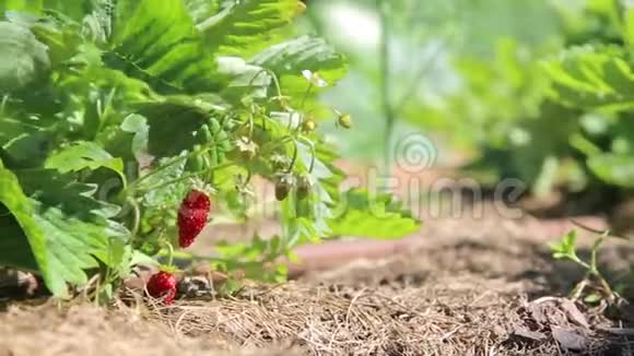 草莓浆果的盛开犹如晴天视频的预览图