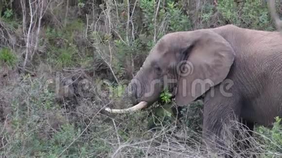 非洲大象格拉兹视频的预览图