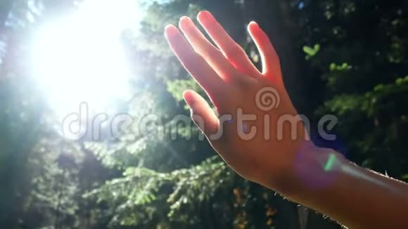 手晒大自然森林视频的预览图