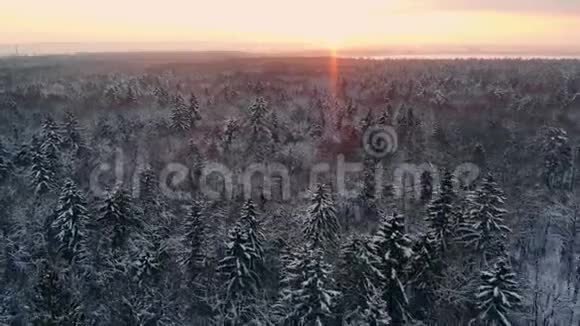 冬季北极圈上方芬兰拉普兰森林的无人机视频视频的预览图