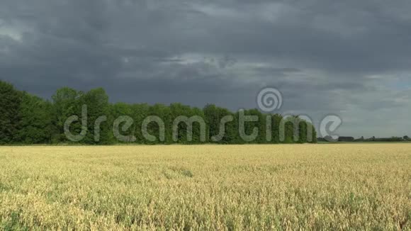 燕麦紫薇生物金的田野广泛生长为谷物美丽的乡村哈纳景观拍摄细节视频的预览图