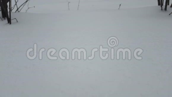 降雪漂移天气霜冻季节视频的预览图