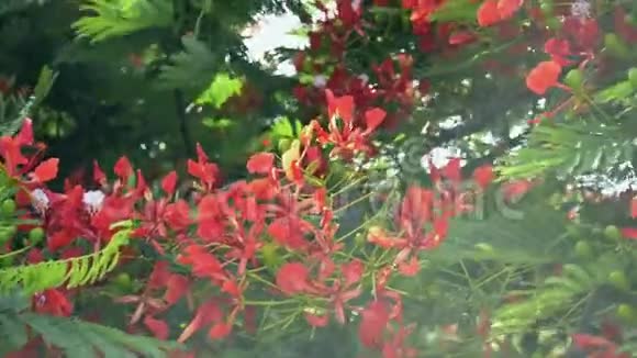 火焰树或皇家一品红树正在开花视频的预览图