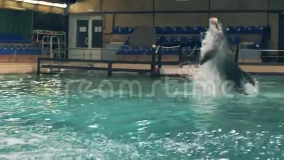 海豚馆游泳池游泳时海豚带球跳跃视频的预览图