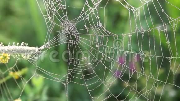 清晨在草地上洒满露珠的蜘蛛网视频的预览图
