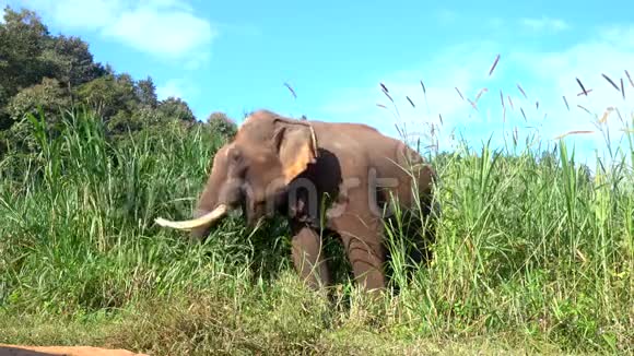 亚洲大象是一种大型哺乳动物视频的预览图