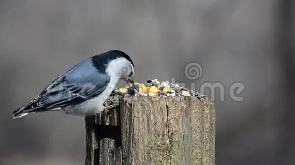 野生鸟类觅食视频的预览图