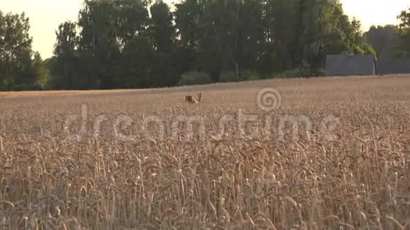 罗伊在夏天驰骋在黑麦谷地4K视频的预览图