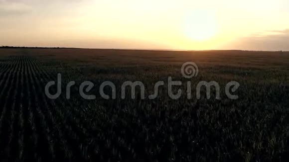 日落时鸟瞰玉米田玉米空中摄影视频的预览图