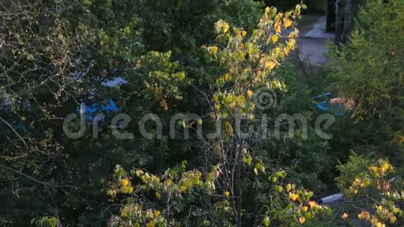 窗口视图树在初秋用第一片干叶冠起视频的预览图