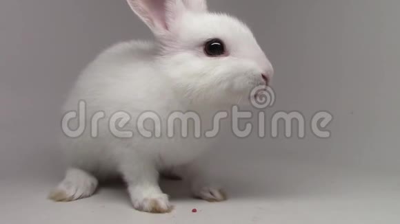 小兔子可爱的小兔子可爱的小兔子在白色背景下吃草莓近距离观看视频的预览图