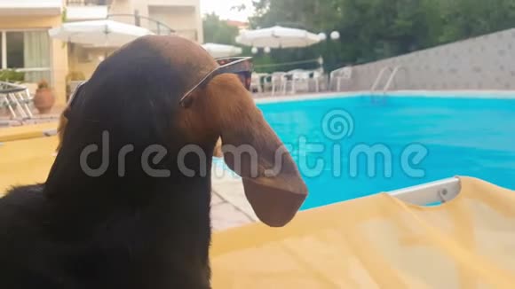 长耳朵的狗戴着太阳镜看着游泳池视频的预览图