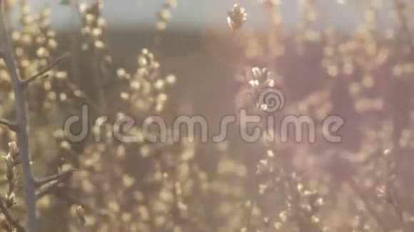 高光太阳光和干草的抽象背景视频的预览图
