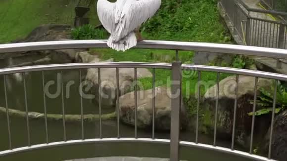 一只大鸟坐在热带鸟类公园的栏杆上视频的预览图