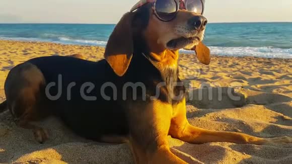 有趣的肖像一只狗有一个愚蠢的外观戴着太阳镜对着大海视频的预览图