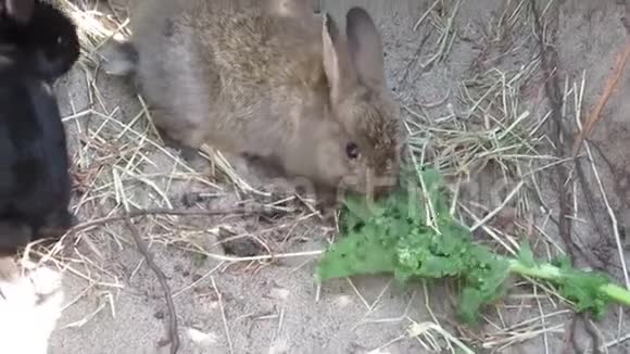 可爱的棕色和黑色兔子喂养甘蓝蔬菜视频的预览图