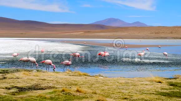 玻利维亚令人兴奋的泻湖上的粉红火烈鸟视频的预览图