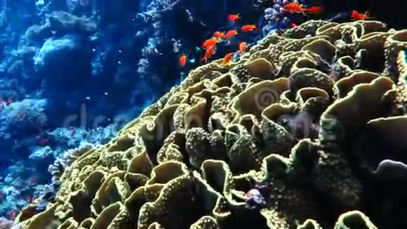 热带鱼类视频的预览图