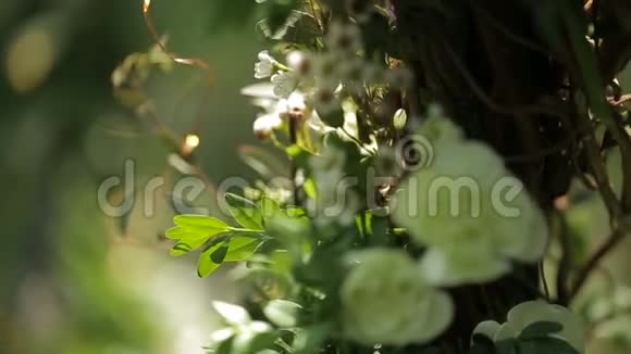 在绿色的灌木丛上开着白色的花特写镜头视频的预览图