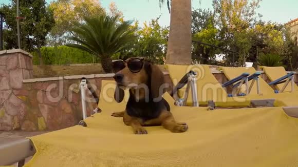 猎狗戴着太阳镜在夏天的躺椅上嬉戏视频的预览图