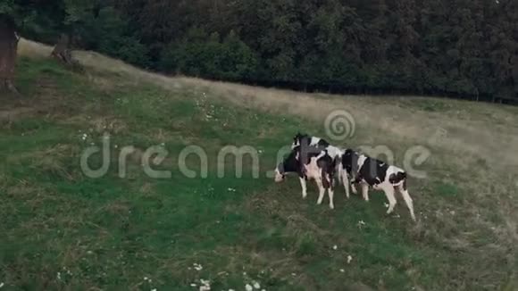 在一片绿色的田野上黑白两色的奶牛在美丽的山景下离开镜头视频的预览图