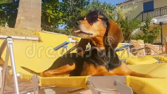 戴着太阳镜的狗在池边的车缝里闲逛视频的预览图