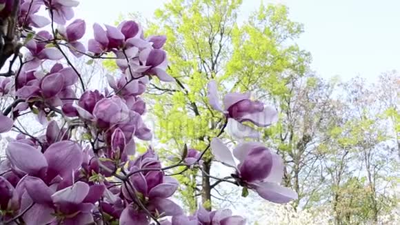 木兰花在花园里的树枝上开花美丽的玉兰粉花枝对蓝天视频的预览图