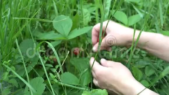 古英国花园里的女人夏天摘草莓视频的预览图