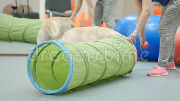 金色拉布拉多犬穿过训练隧道视频的预览图