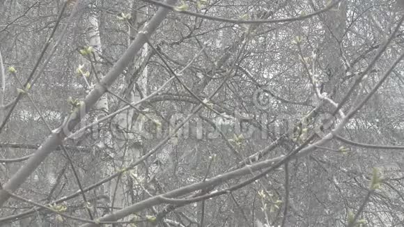 春天来了但一声寒响来了雪花落在绿芽上视频的预览图
