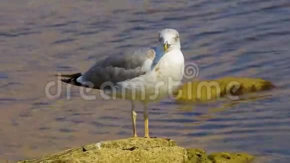 海鸥坐在海边的石头上靠近视频的预览图
