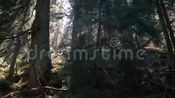 夏洛莫州喀尔巴阡山秋野云杉林视频的预览图