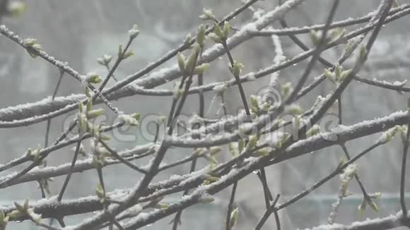 春天来了但一声寒响来了雪花落在绿芽上视频的预览图