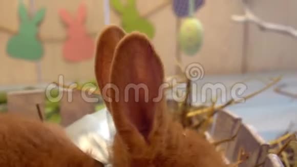 毛茸茸的兔子复活节庆祝传统符号概念移动在木栅栏特写视频的预览图