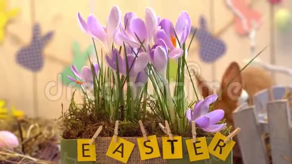 绒兔复活节庆祝传统象征概念背后花盆视频的预览图