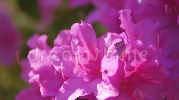 粉红色野生迷迭香花的特写视频的预览图