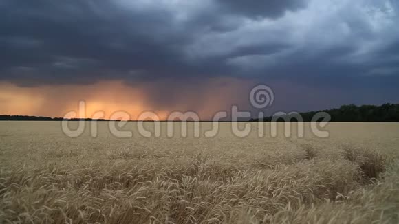 晚霞中的乌云笼罩着一片麦田晚上的风景视频的预览图
