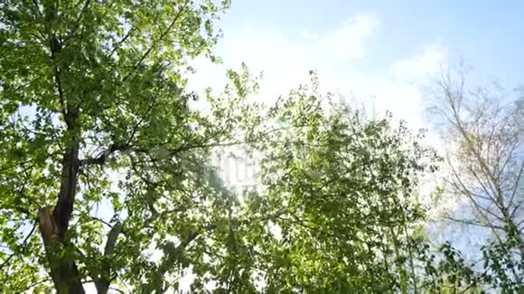 自然背景美丽的太阳透过风吹照在绿树上视频的预览图