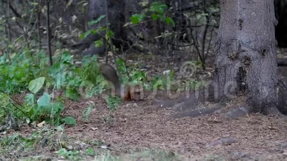 松鼠爬到树上的食槽里视频的预览图