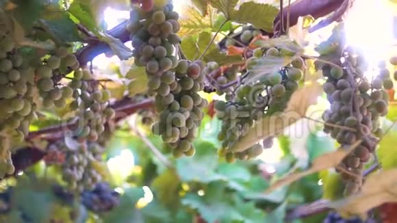 太阳背景下的成熟葡萄包视频的预览图
