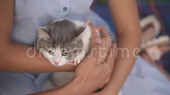 毛茸茸的猫躺在蓝色的毯子上一个男人和一个女孩用手抚摸一只猫视频的预览图
